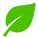 Feuille verte
